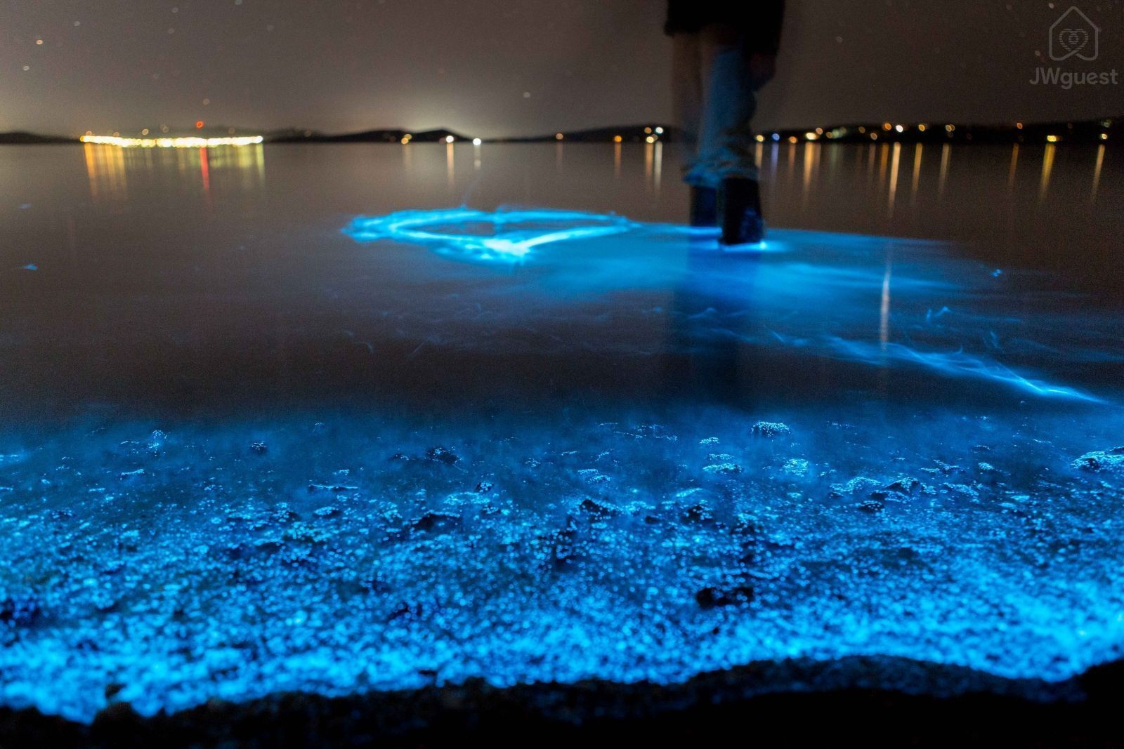 Bioluminescence experience in our beaches — Cozy Casita Nearby Beaches, Curu Reserve and Bus Stop, Paquera, Provincia de Puntarenas