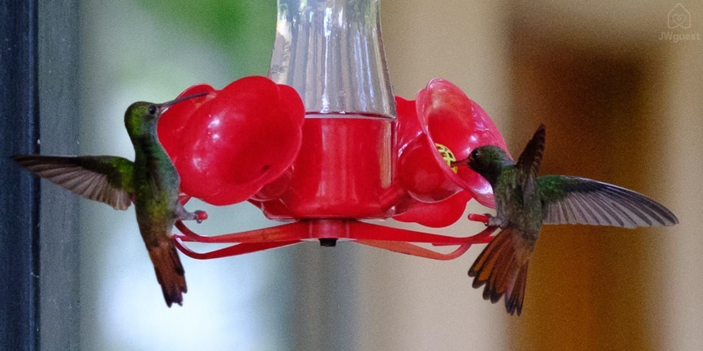 Hummingbird feeding — Cozy Casita Nearby Beaches, Curu Reserve and Bus Stop, Paquera, Provincia de Puntarenas