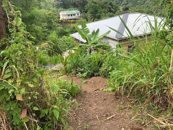 Bananas, sugarcane, guava, golden apple, guava cherry all replanted after Hurricane Maria 2017 — Sunrising Breeze at Grand Bay Dominica, Saint Patrick Parish
