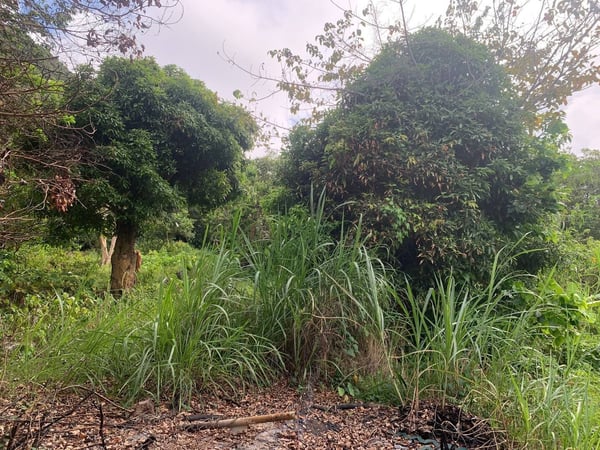 Mango trees in the back — Sunrising Breeze at Grand Bay Dominica, Saint Patrick Parish