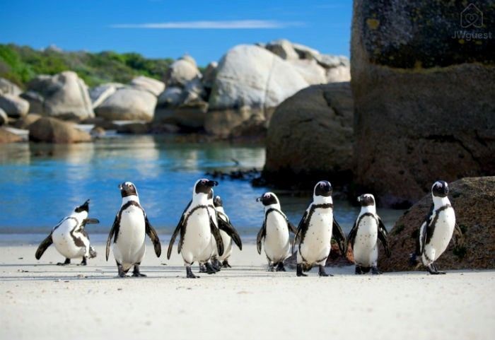 Penguins on Boulders Beach — Wonderful Studio Apartment between 2 Oceans #2, Cape Town, Western Cape