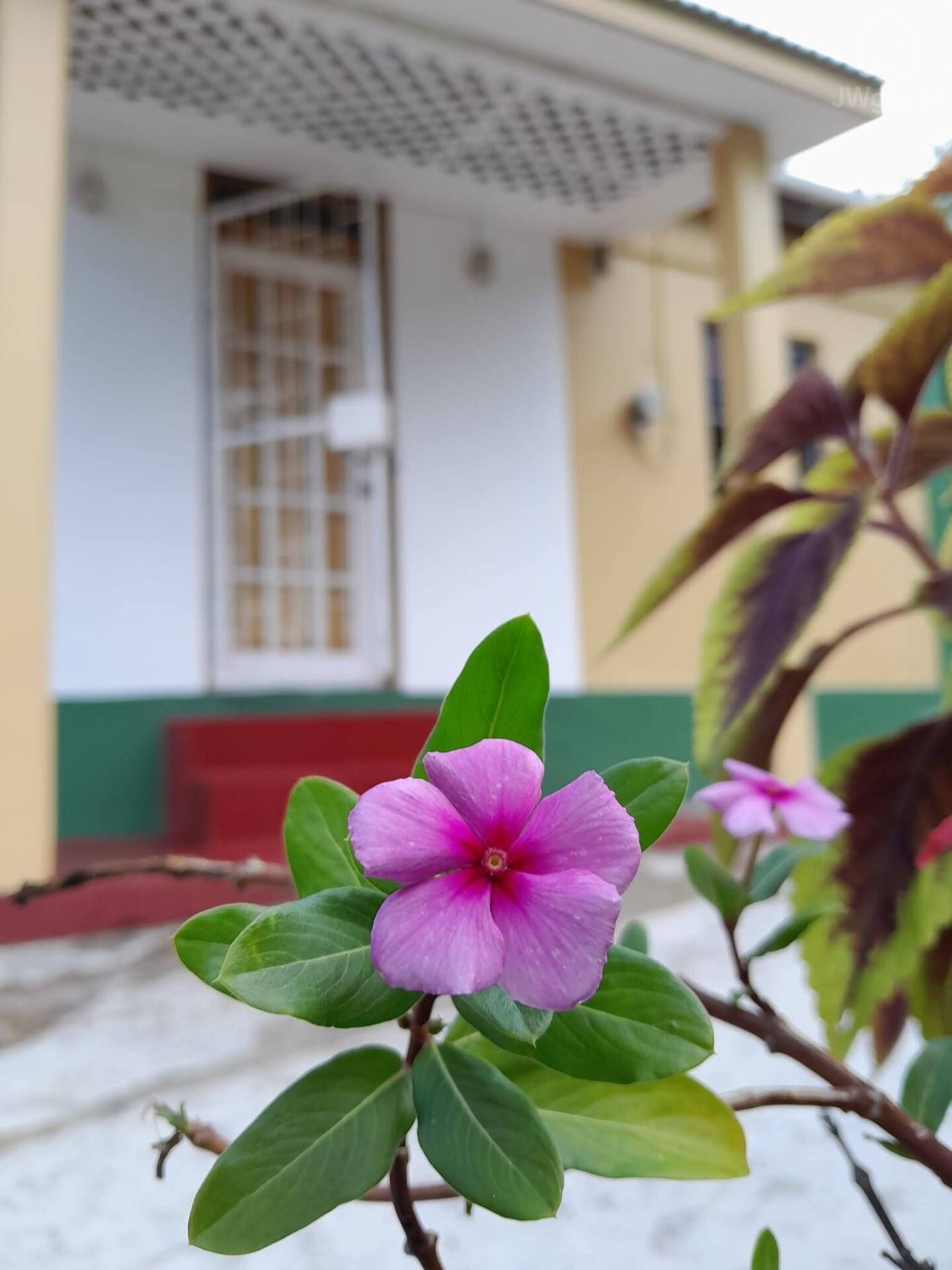 Framed by flowers — Sunrising Breeze at Grand Bay Dominica, Saint Patrick Parish