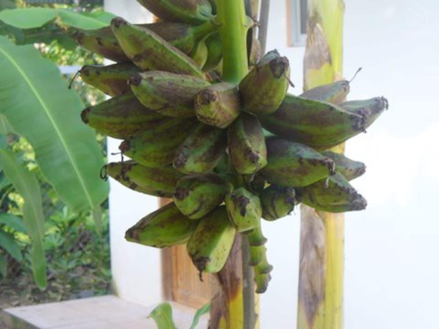 Seasonal Fruits on Property — Cozy Casita Nearby Beaches, Curu Reserve and Bus Stop, Paquera, Provincia de Puntarenas
