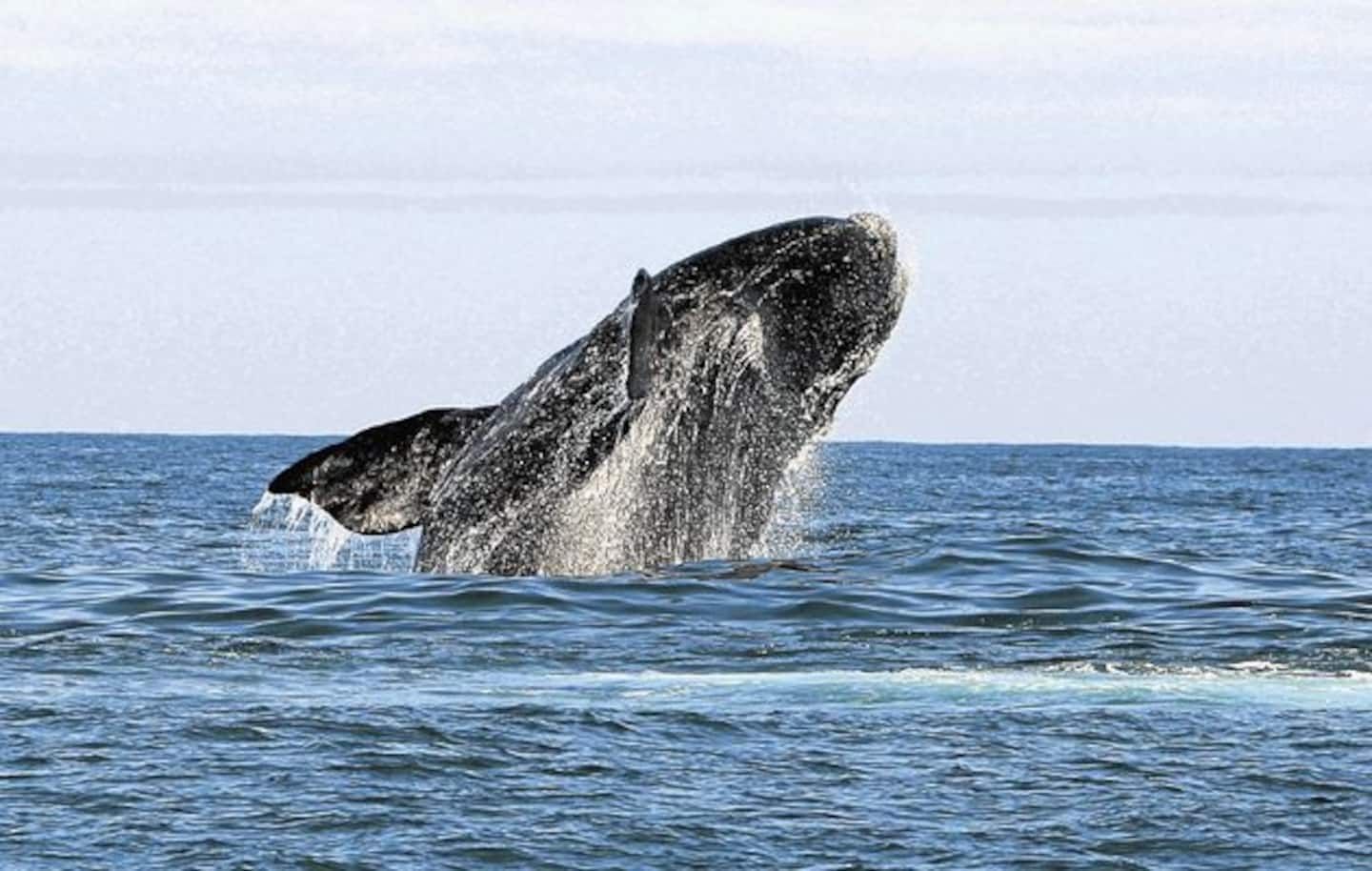 Whale Watching on our shores — Wonderful Studio Apartment between 2 Oceans #2, Cape Town, Western Cape