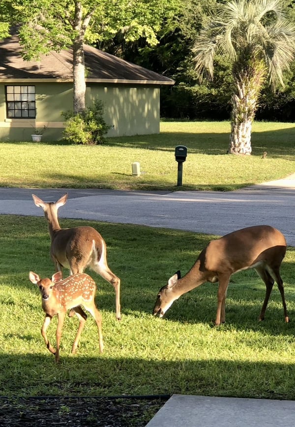 Deer Friends Enjoying Food in Frint Yard! — 2 Miles from SKE -Charming Coastal Home in Palm Coast, Flagler County, Florida