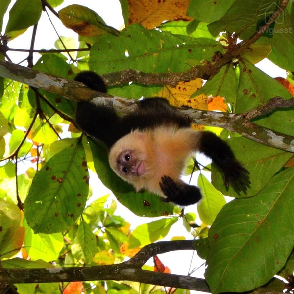 Our firends — Cozy Casita Nearby Beaches, Curu Reserve and Bus Stop, Paquera, Provincia de Puntarenas
