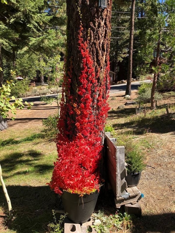 Fall colors — Wooded Quiet Secluded South Lake Tahoe Chalet, South Lake Tahoe, California