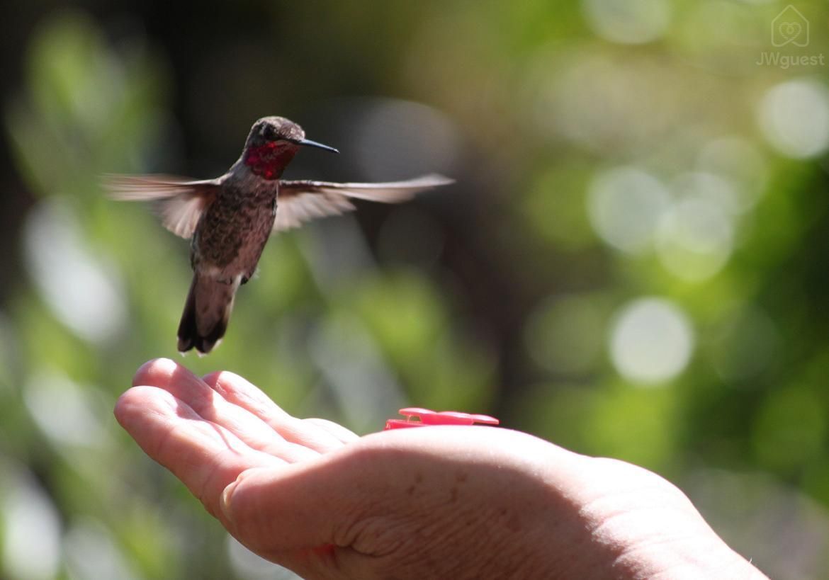 Hummingbird hand feeding in our garden — Cozy Casita Nearby Beaches, Curu Reserve and Bus Stop, Paquera, Provincia de Puntarenas