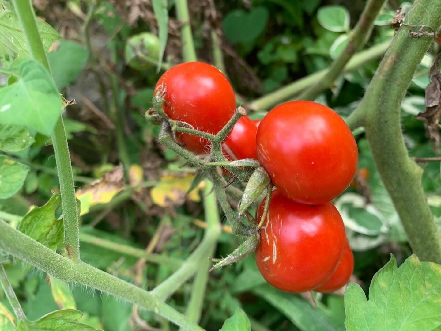 The garden has rosemary, pawpaw, basil, cherry tomatoes and whatever else is in season. — Sunrising Breeze at Grand Bay Dominica, Saint Patrick Parish