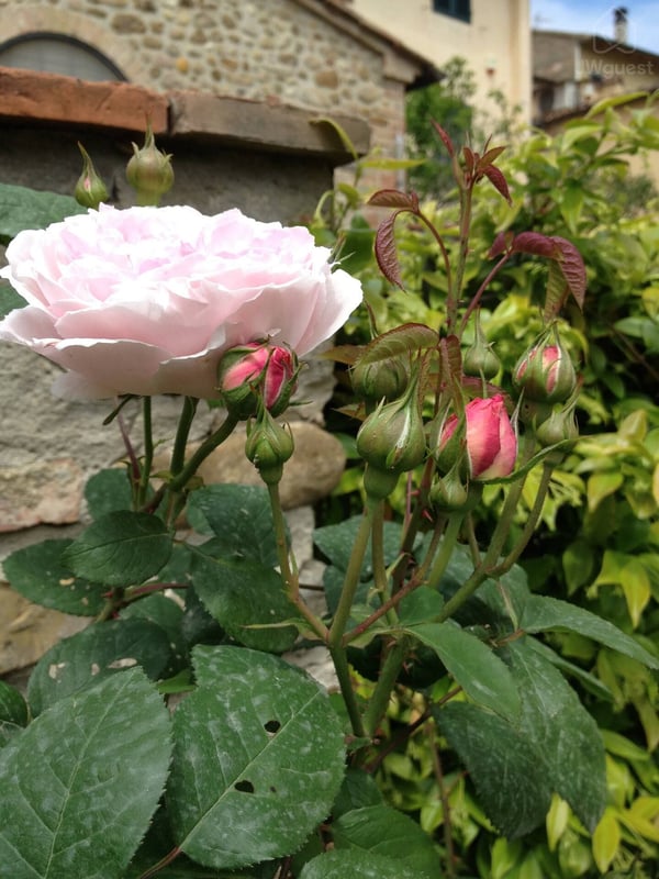 Our garden — The Barn under the Tuscan countryside, Tavarnelle, Toscana