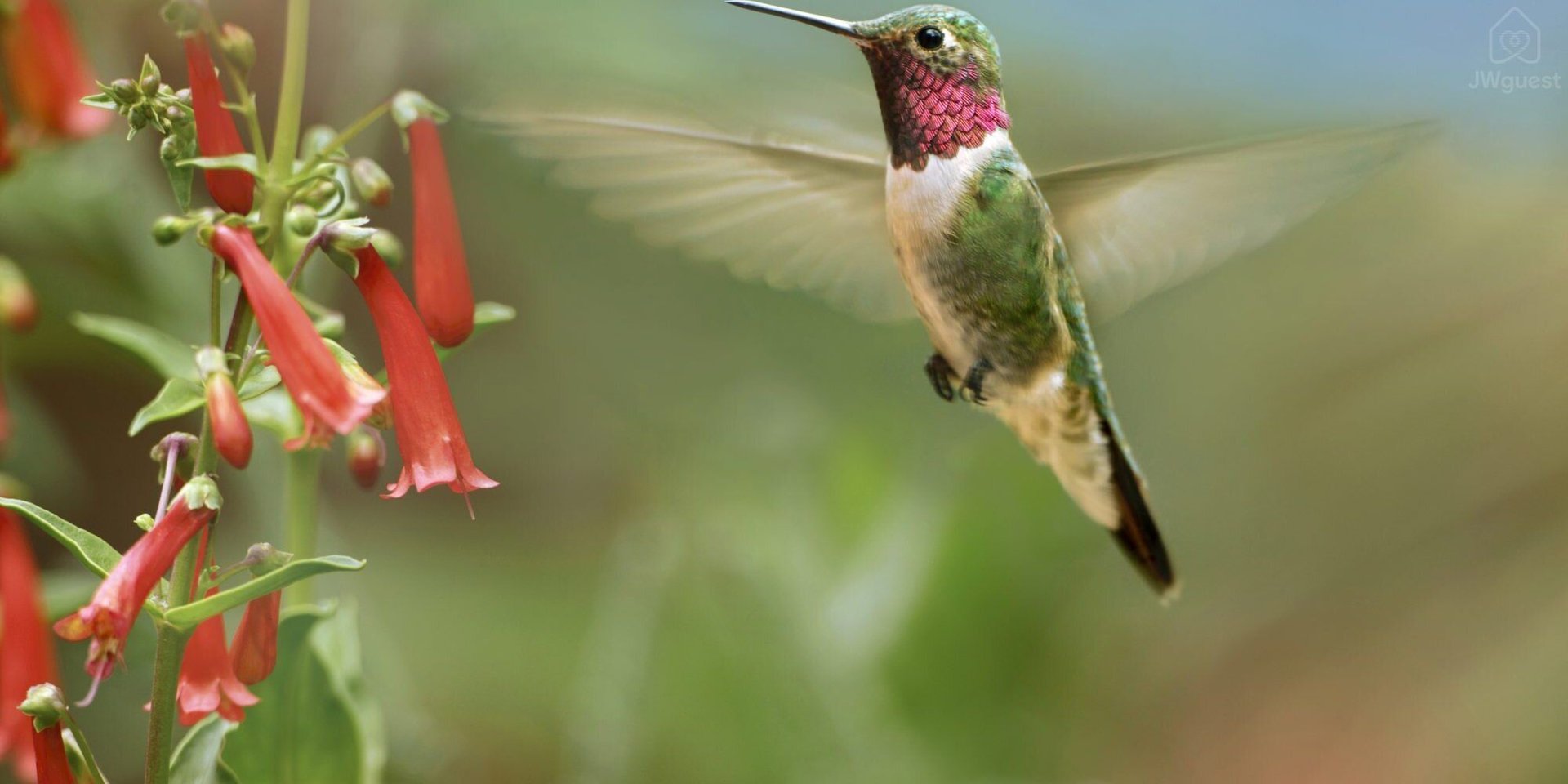 Hummingbird — Cozy Casita Nearby Beaches, Curu Reserve and Bus Stop, Paquera, Provincia de Puntarenas