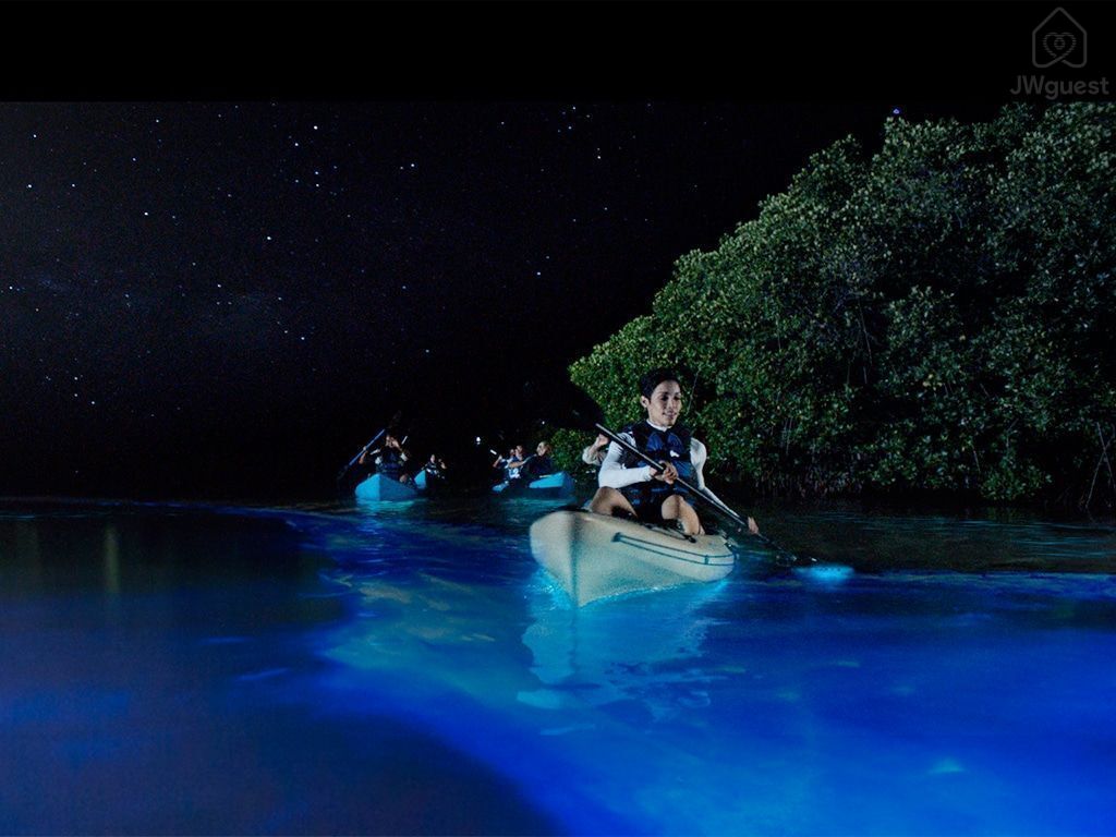 Bioluminescence experience in our beaches — Cozy Casita Nearby Beaches, Curu Reserve and Bus Stop, Paquera, Provincia de Puntarenas
